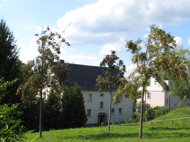 Dr. Wilhelm- Külz- Str. 13, Ebereschen - Wohnung mieten in Neumark / Vogtland
